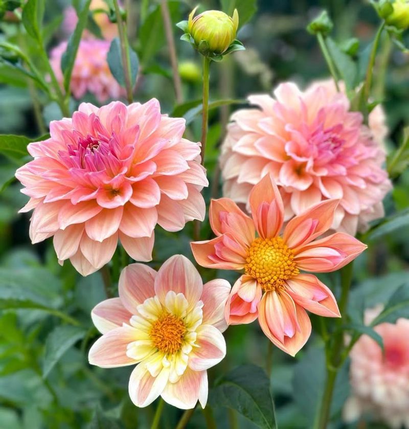 Dahlia