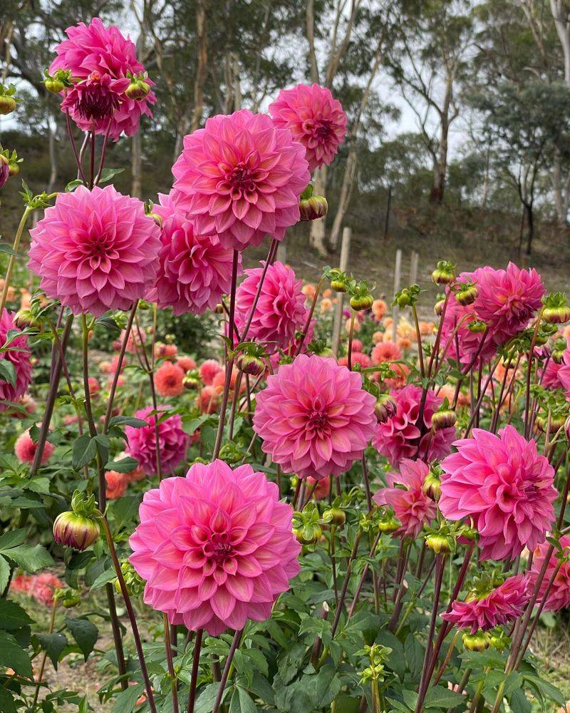 Dahlias