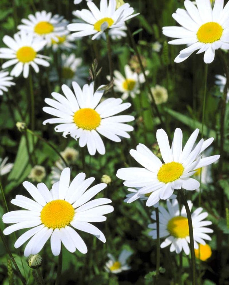 Daisies