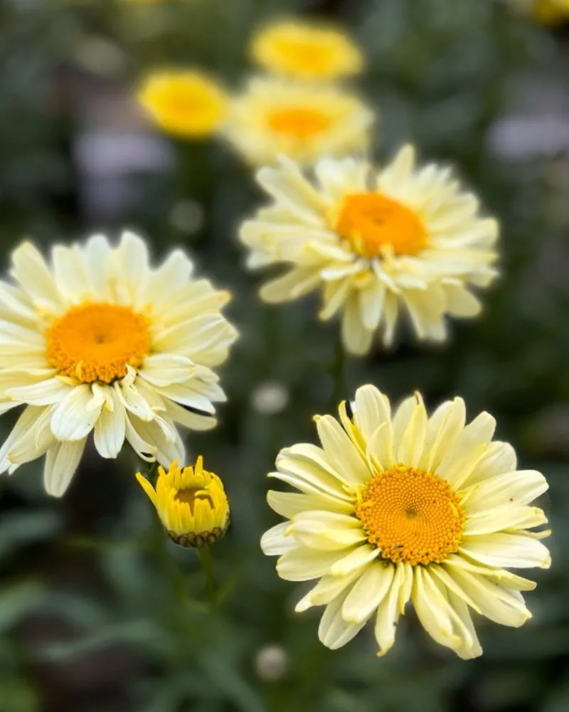 Daisy