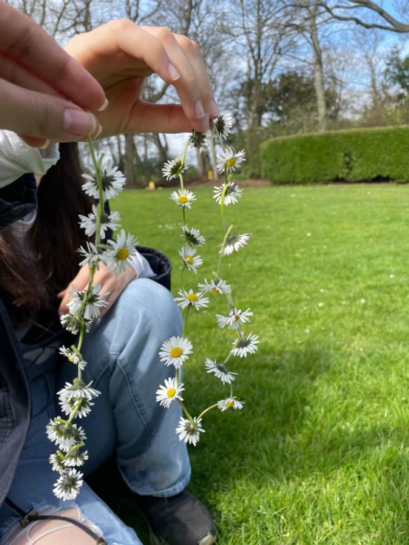 Daisy Chains