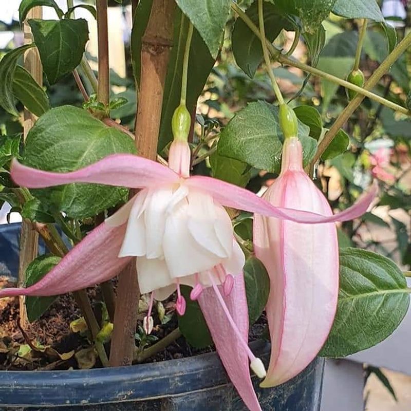 Dancing Plant's Rhythmic Movements