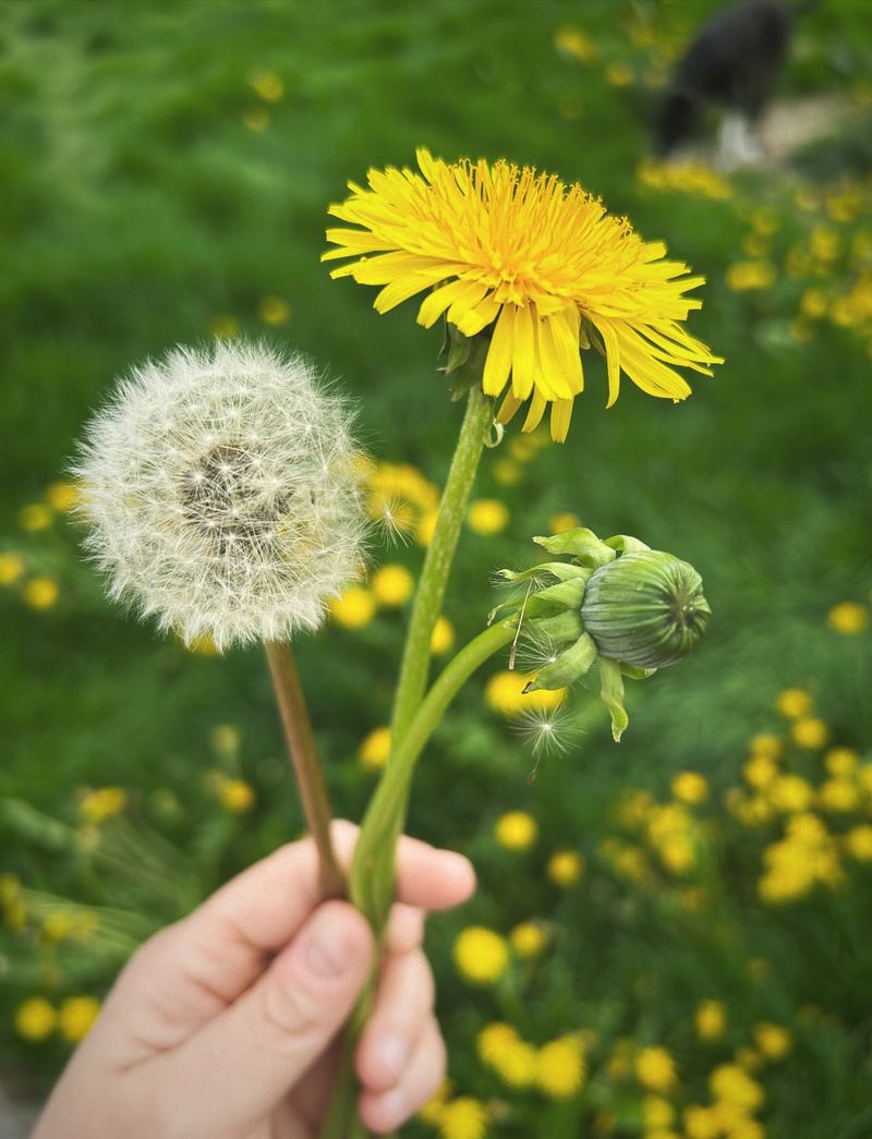 Dandelion