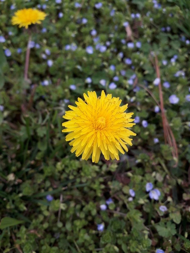 Dandelion