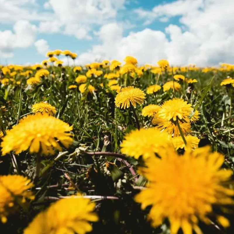 Dandelion