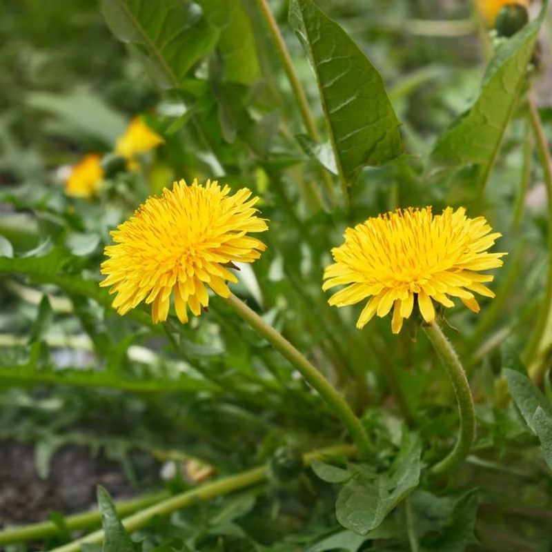 Dandelion