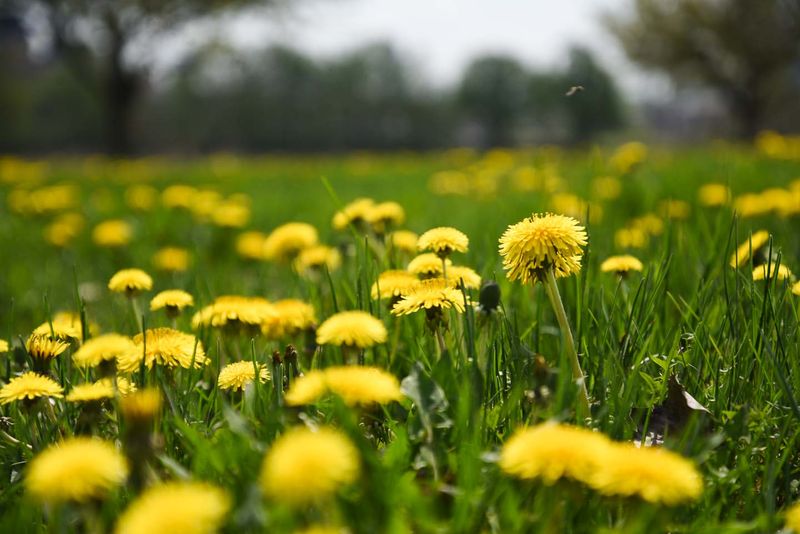 Dandelion
