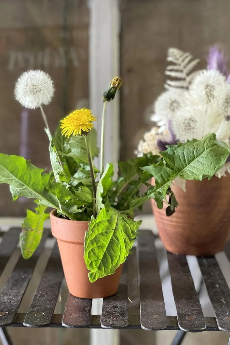 Dandelion