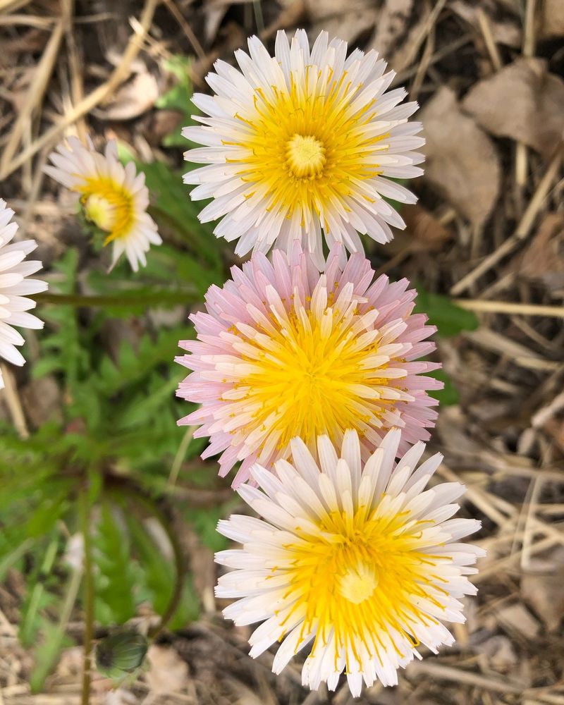 Dandelions