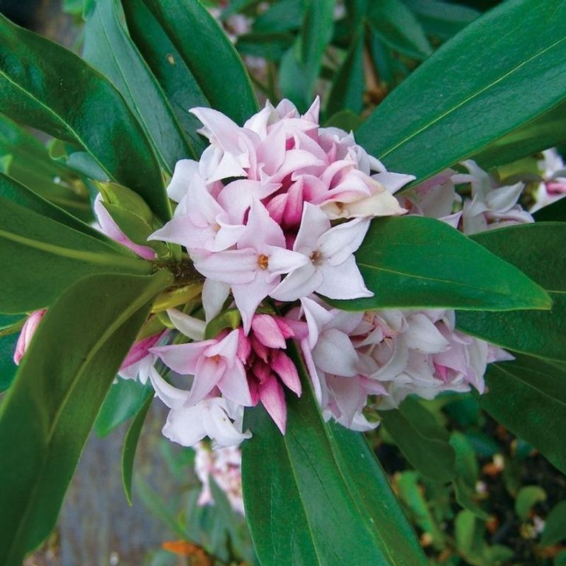Daphne