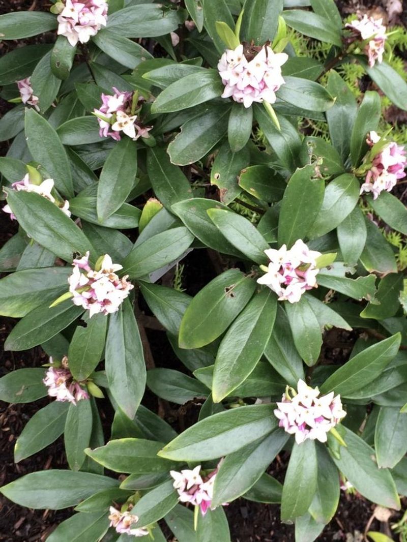 Daphne