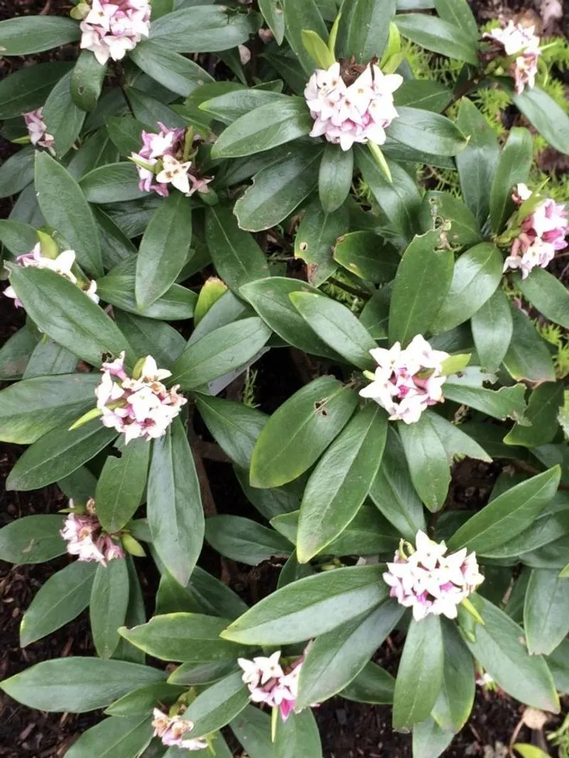 Daphne