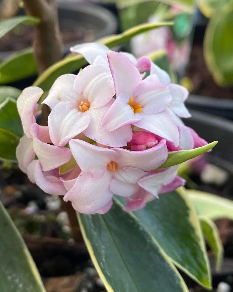 Daphne