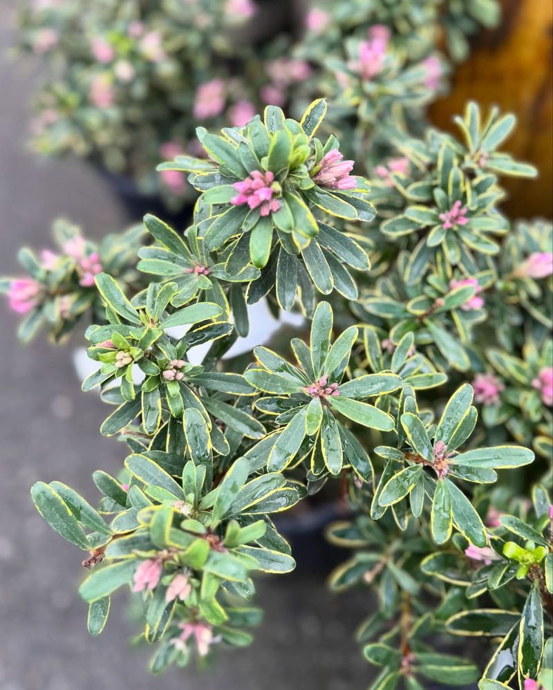 Daphne