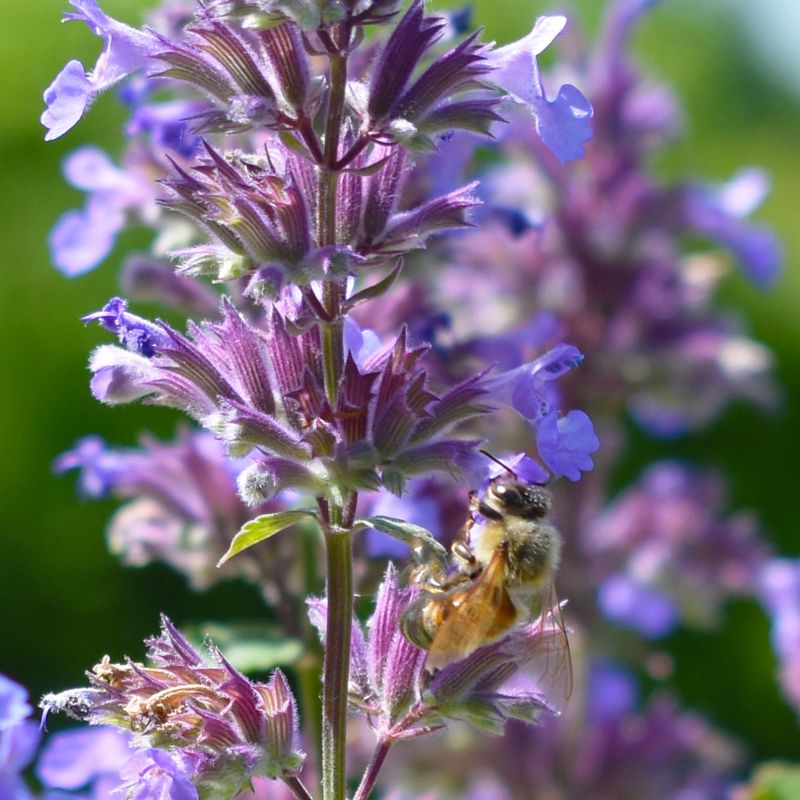 Catmint (Nepeta)
