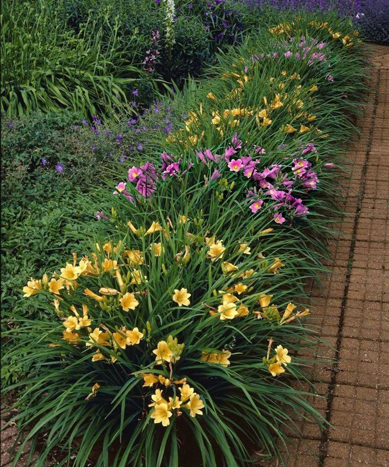 Daylilies