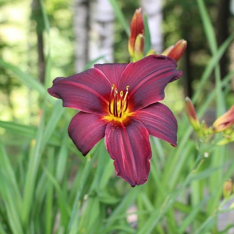 Daylilies