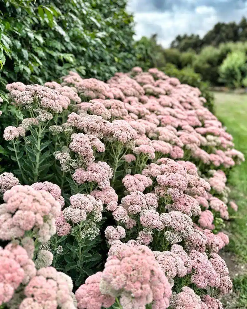 Sedum ‘Autumn Joy’