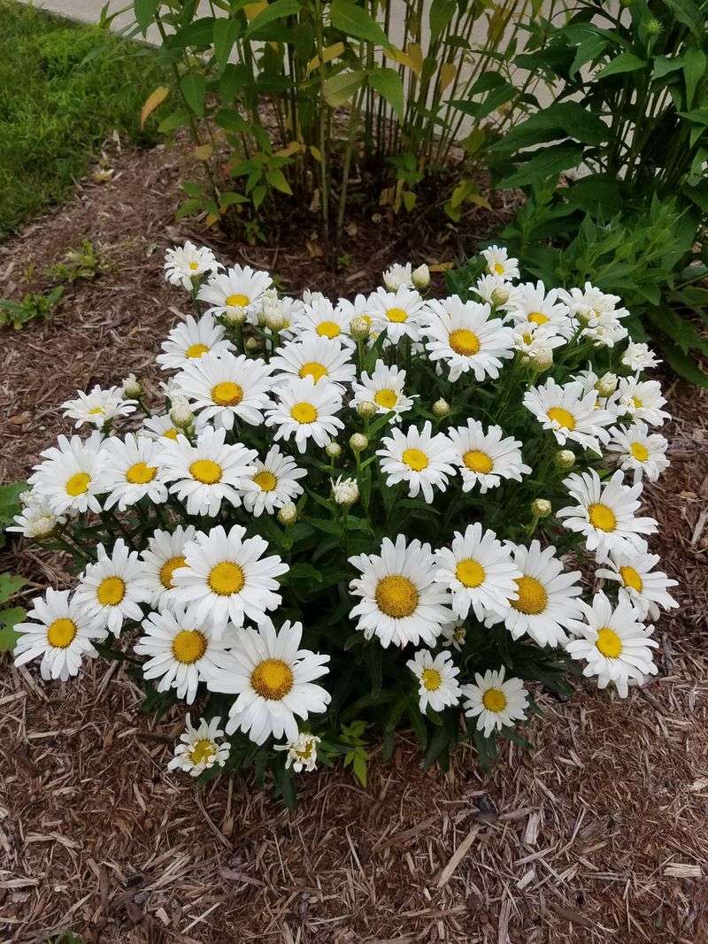 Shasta Daisy (Leucanthemum)