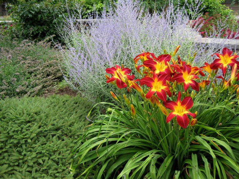 Daylilies and Russian Sage