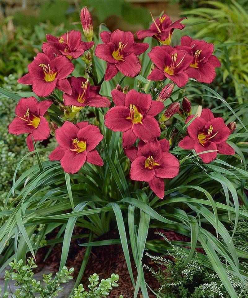 Daylily