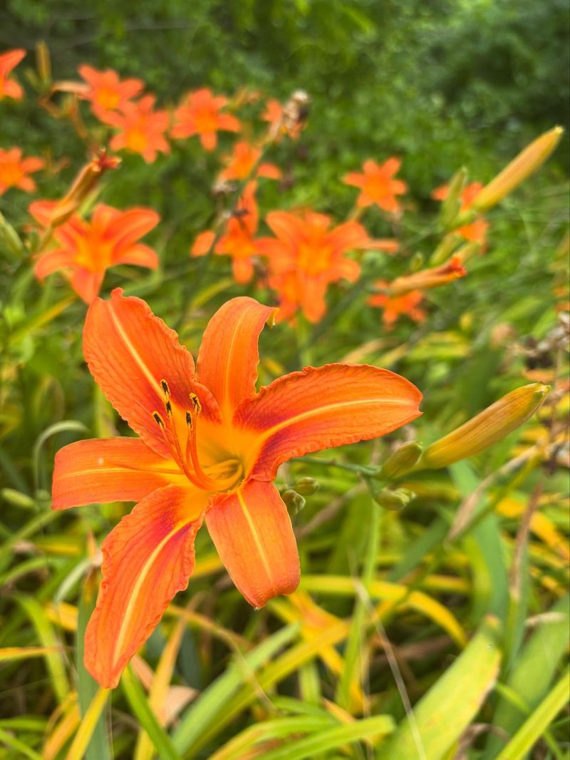 Daylily