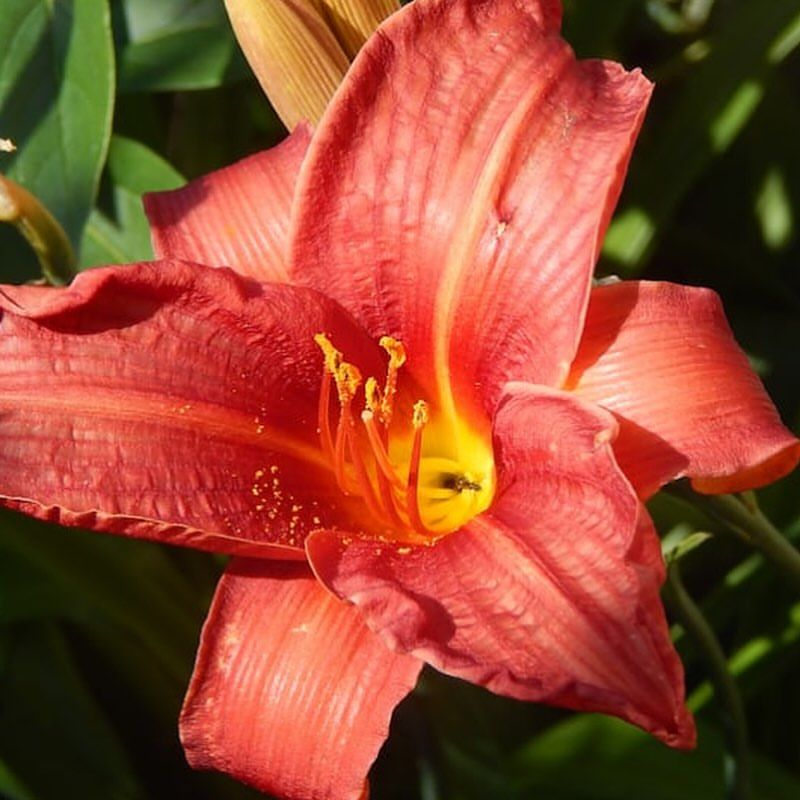 Daylily