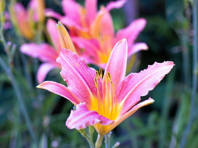 Daylily