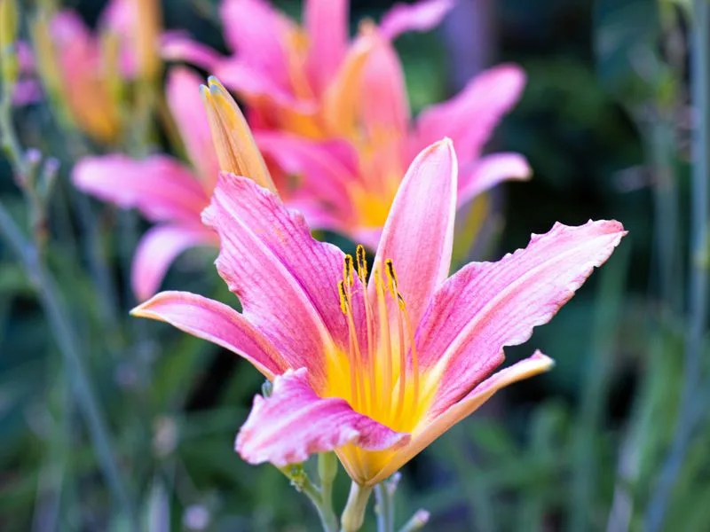 Daylily