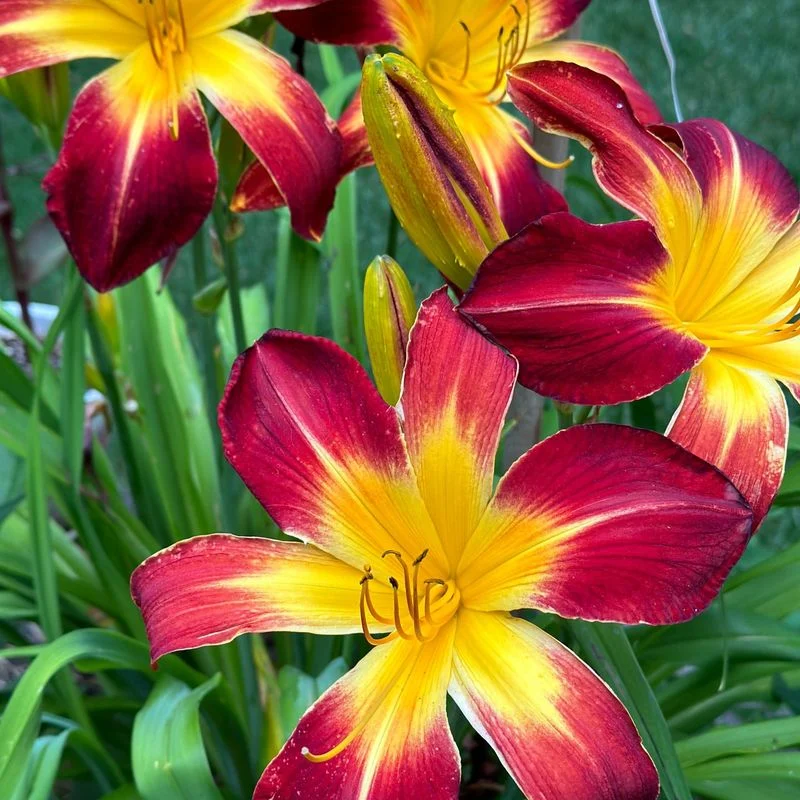 Daylily