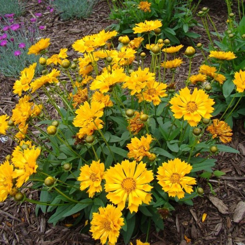 Coreopsis