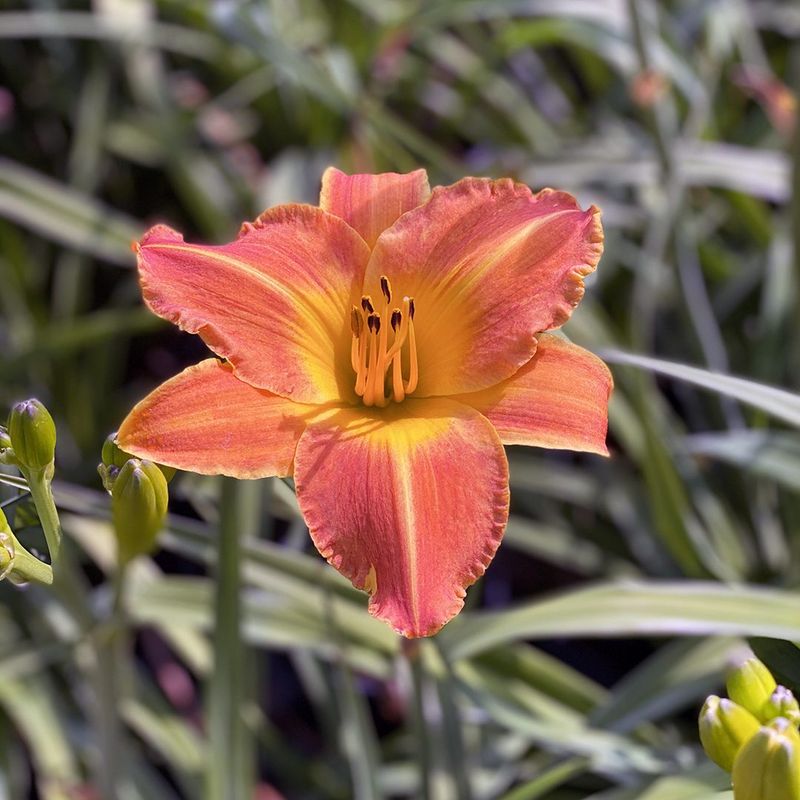 Daylily
