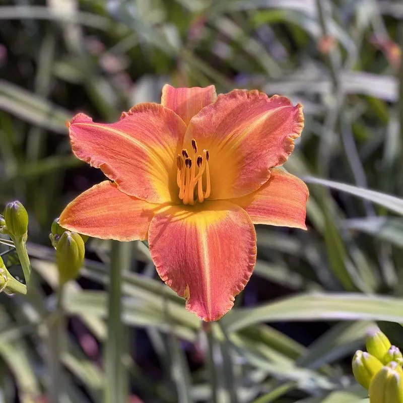 Daylily