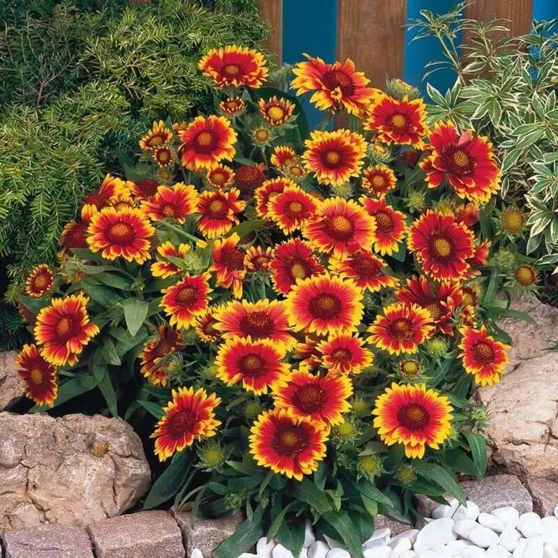 Gaillardia (Blanket Flower)
