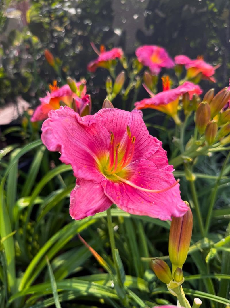 Daylily (Hemerocallis)