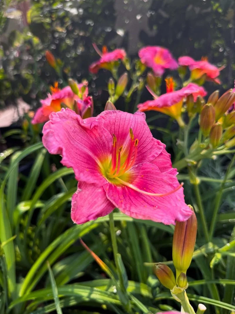 Daylily (Hemerocallis)