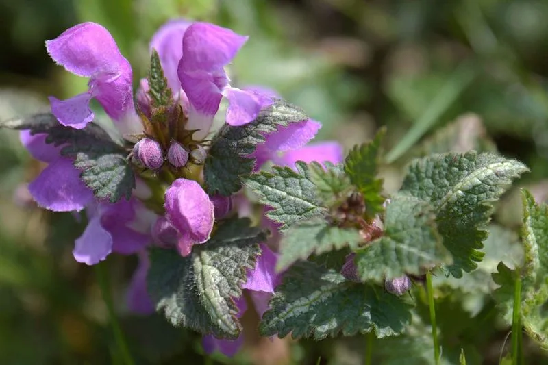 Dead Nettle