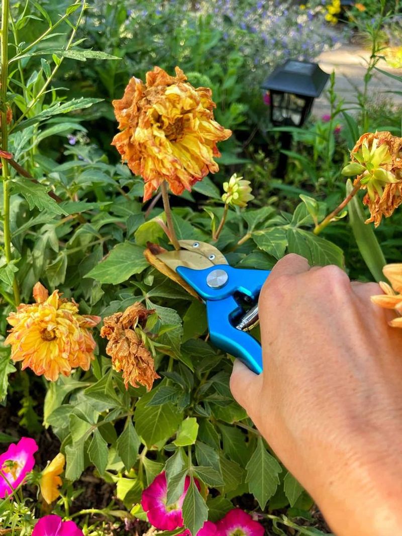 Deadheading Flowers