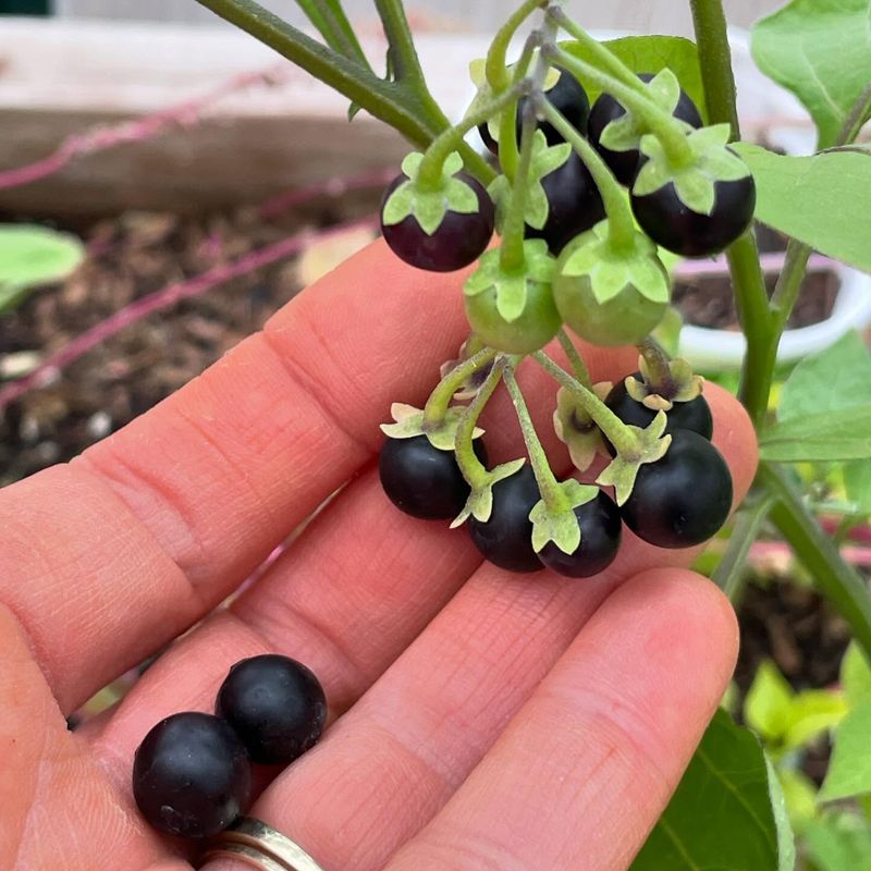 Deadly Nightshade
