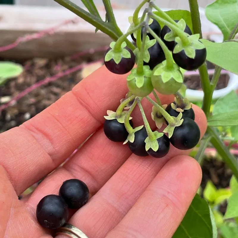 Deadly Nightshade