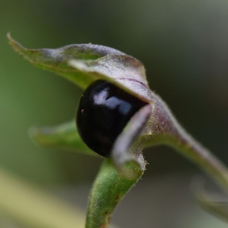 Deadly Nightshade