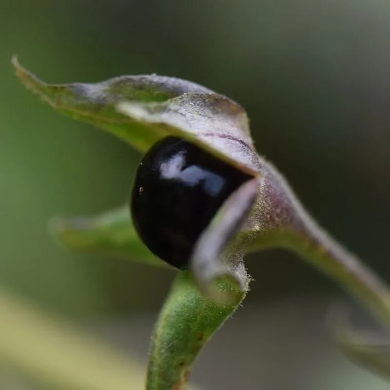 Deadly Nightshade