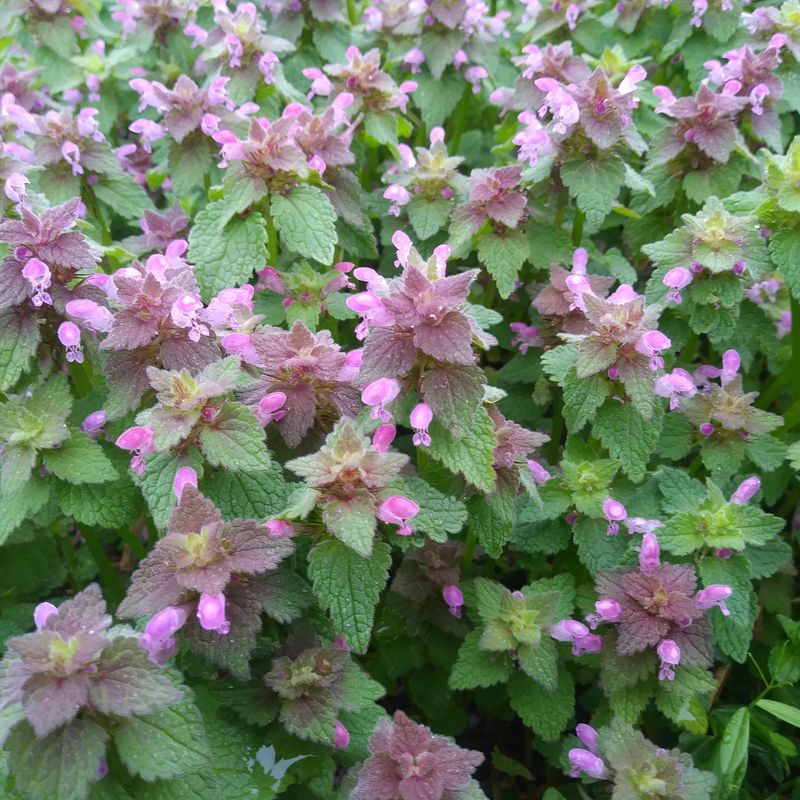 Deadnettle