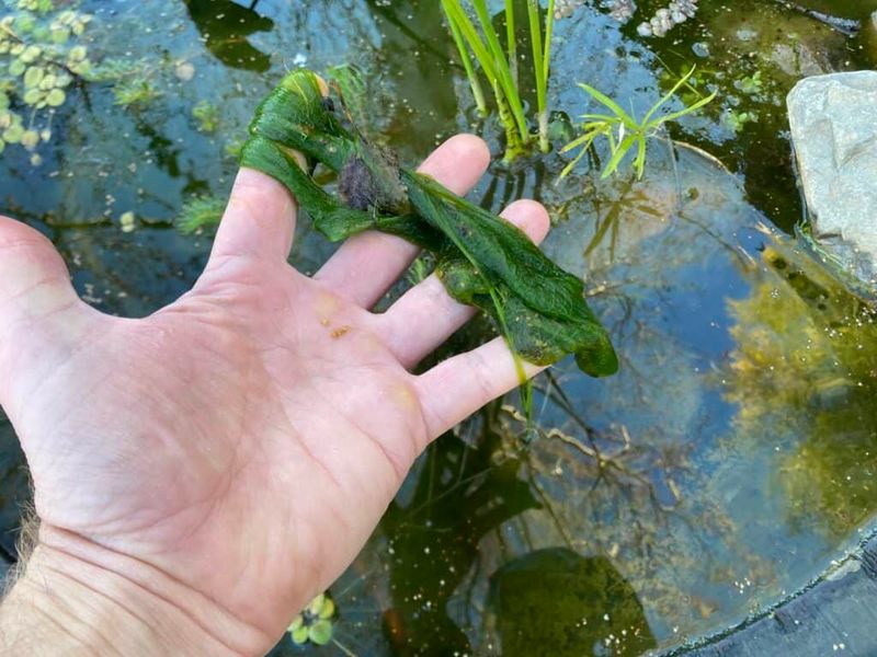Dealing with Algae in Ponds