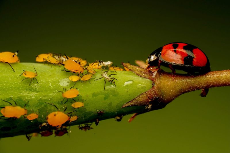Dealing with Pests