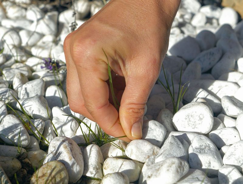 Dealing with Weeds in Gravel