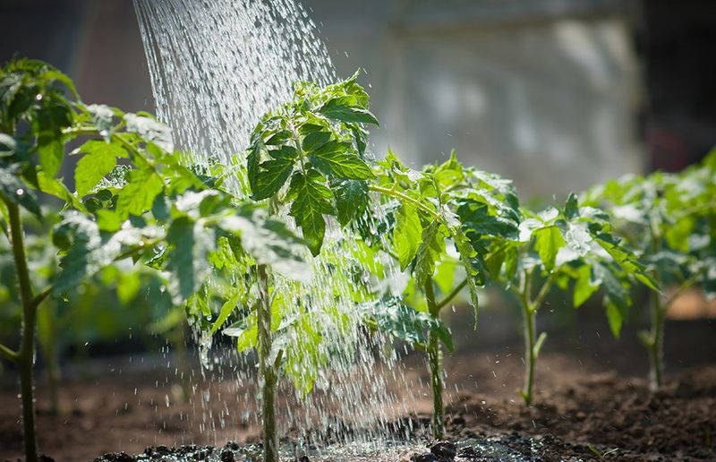 Deep Watering Techniques
