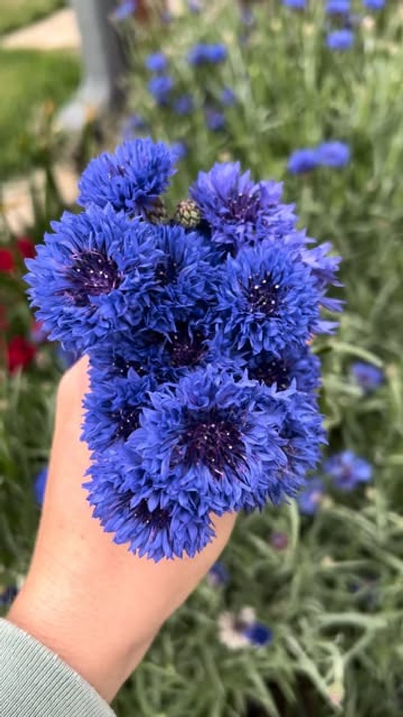 Bachelor’s Button (Centaurea cyanus)