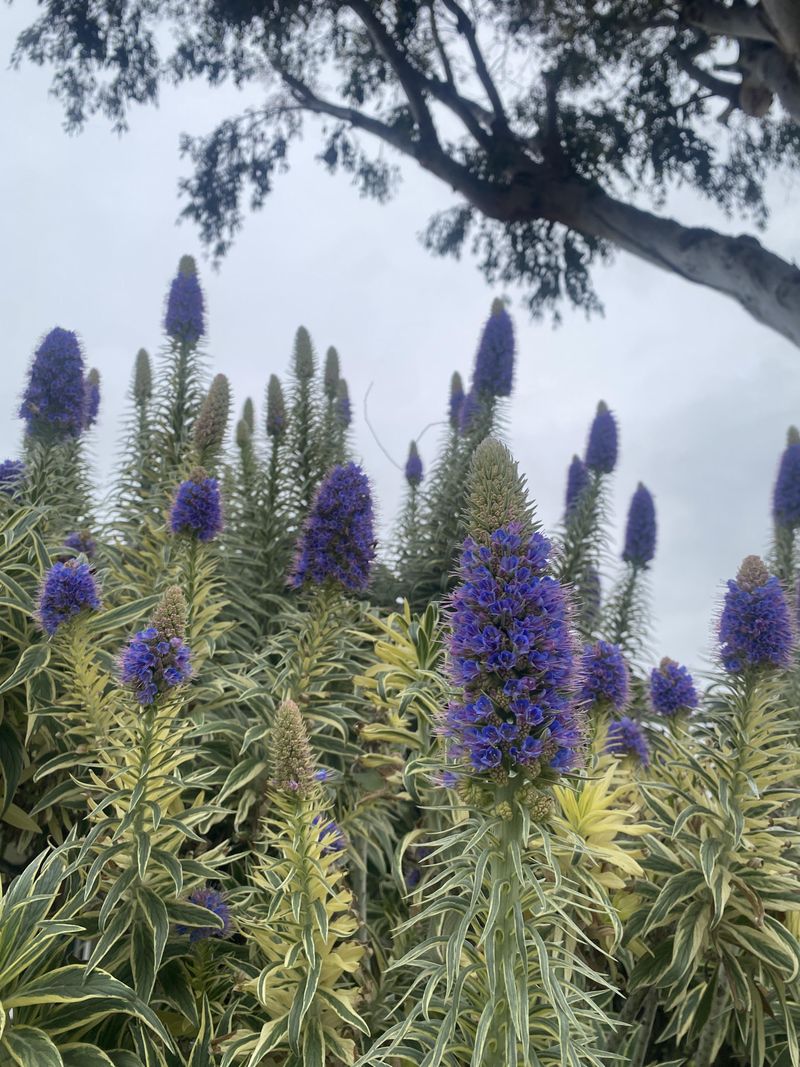 Lupine (Lupinus spp.)