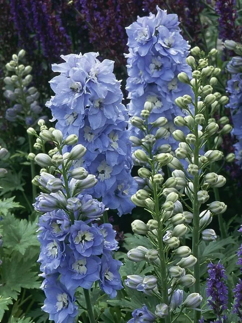 Delphinium